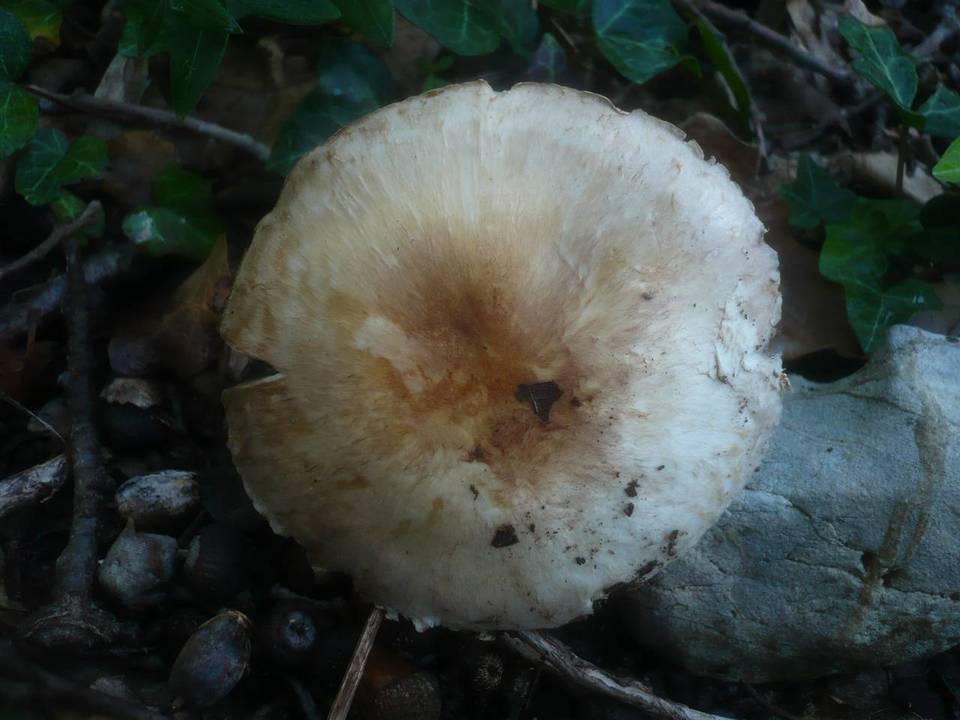 Agaricus phaeolepidotus image