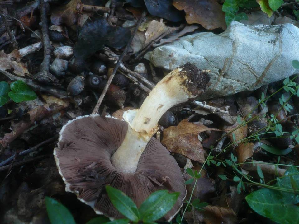 Agaricus phaeolepidotus image