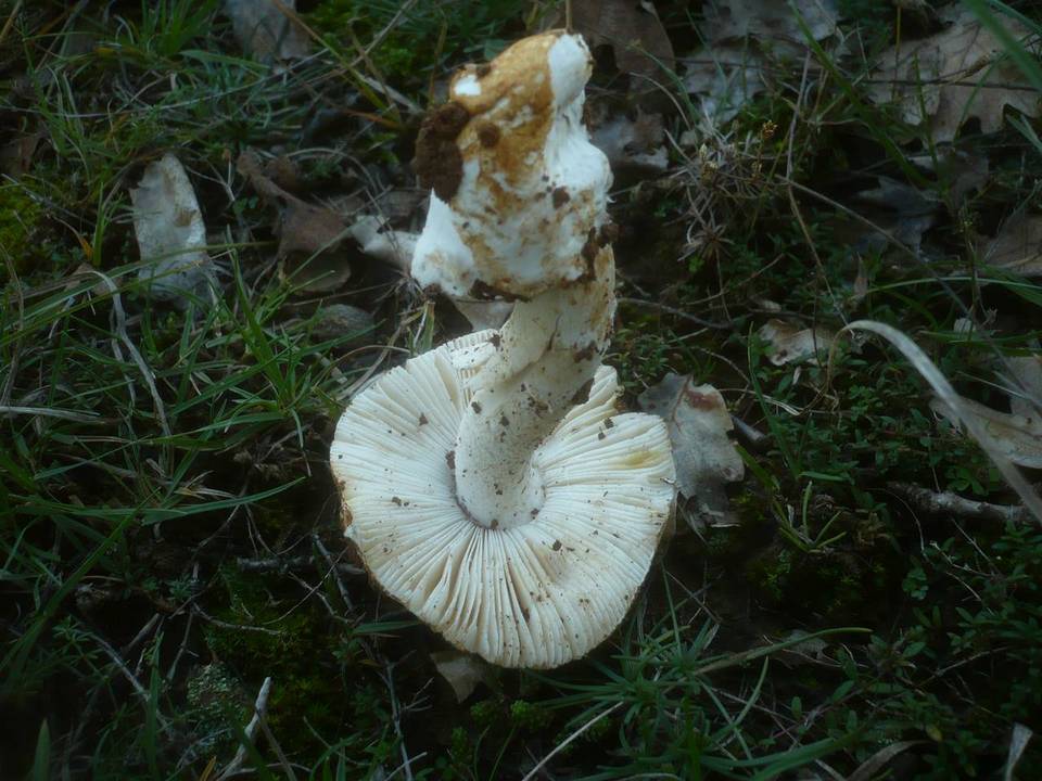 Amanita argentea image