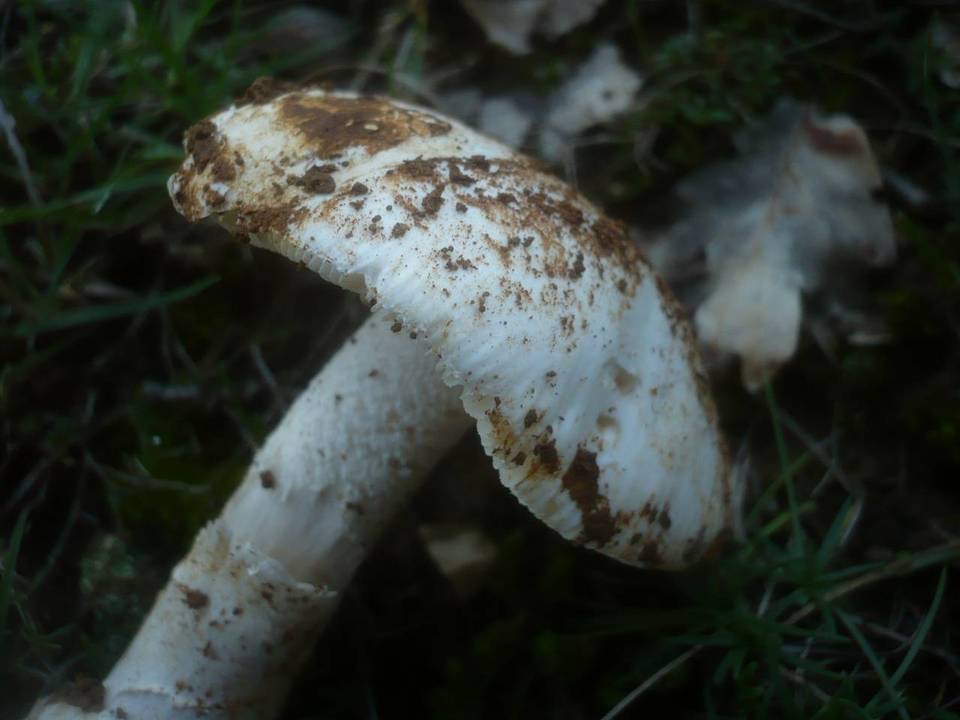 Amanita argentea image