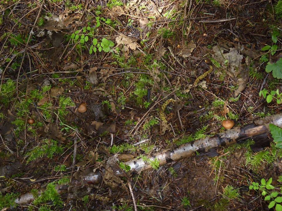 Inocybe abietis image