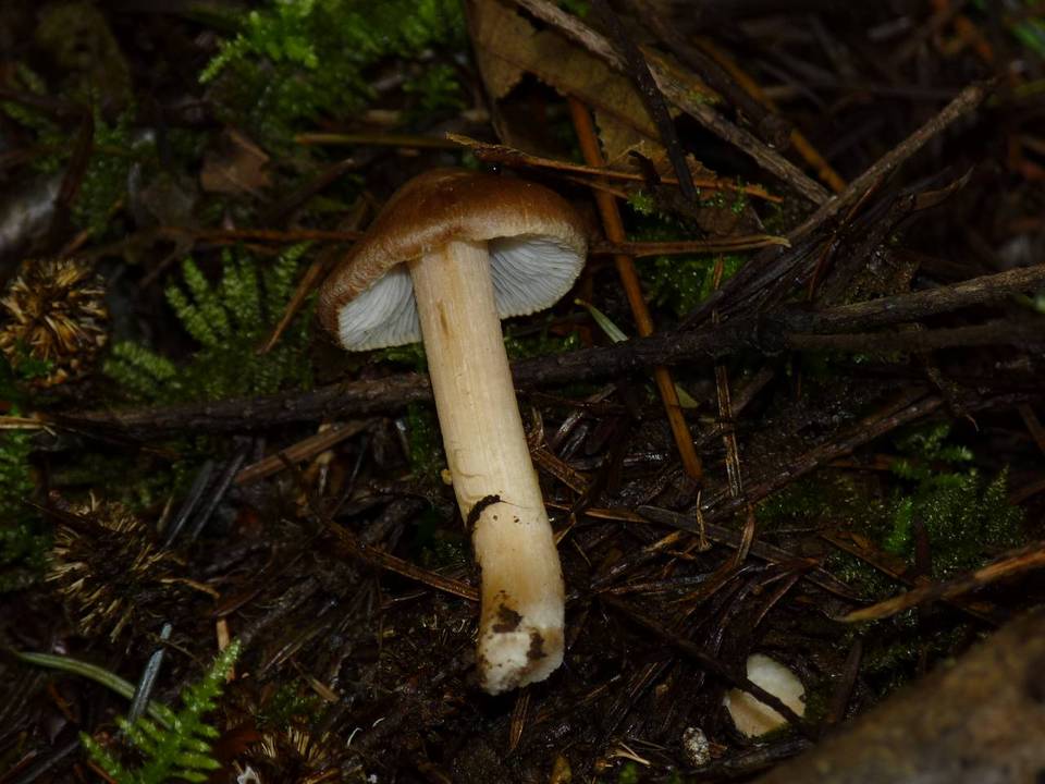 Inocybe abietis image