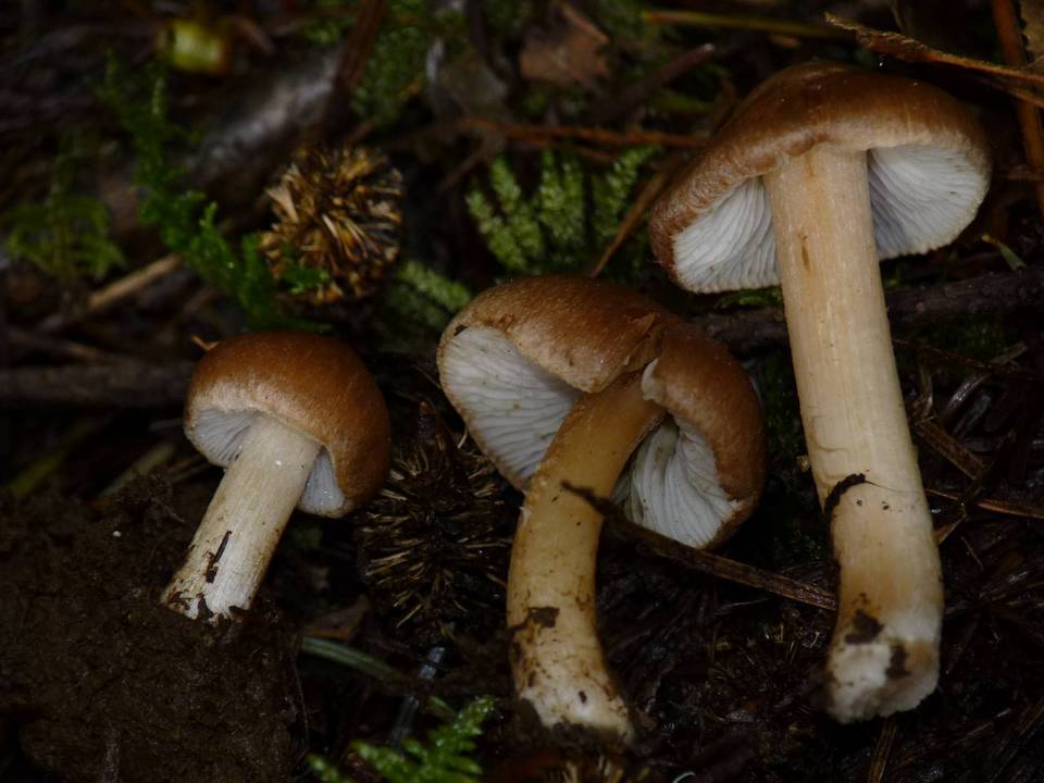 Inocybe abietis image