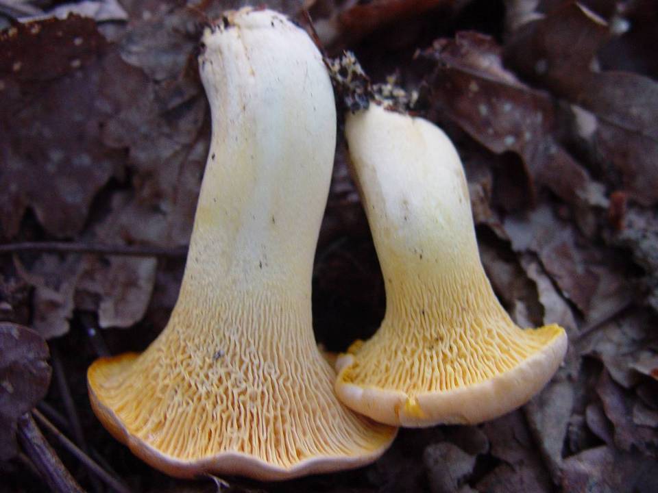 Cantharellus subpruinosus image