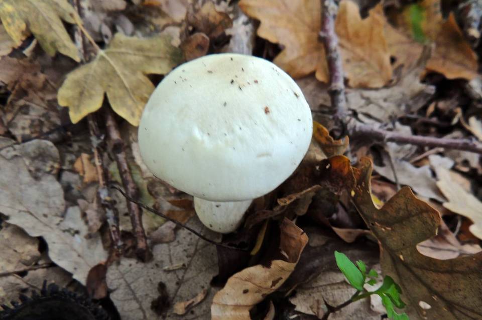 Hygrophorus penarioides image