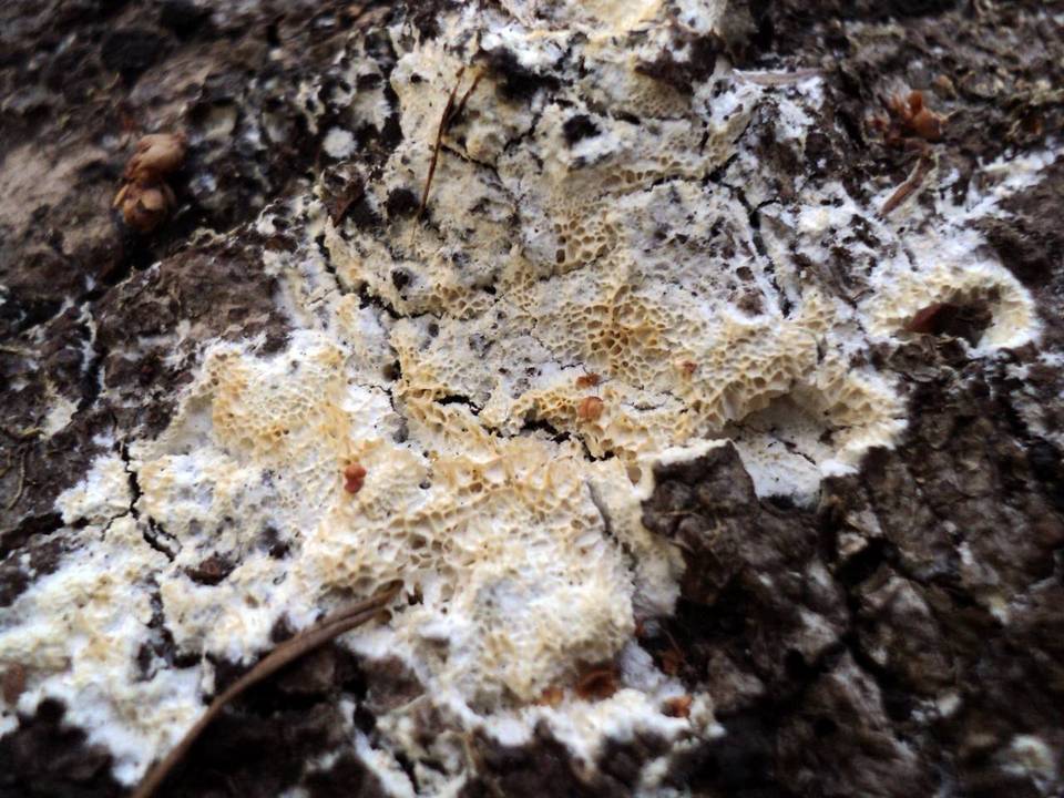 Antrodia ramentacea image