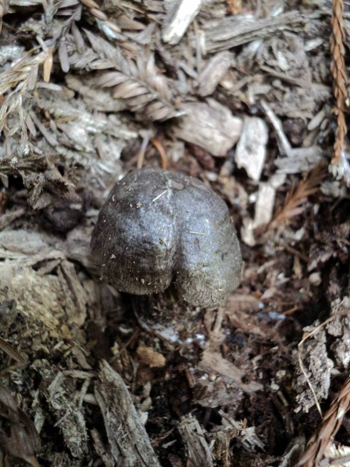 Tricholoma atrosquamosum image