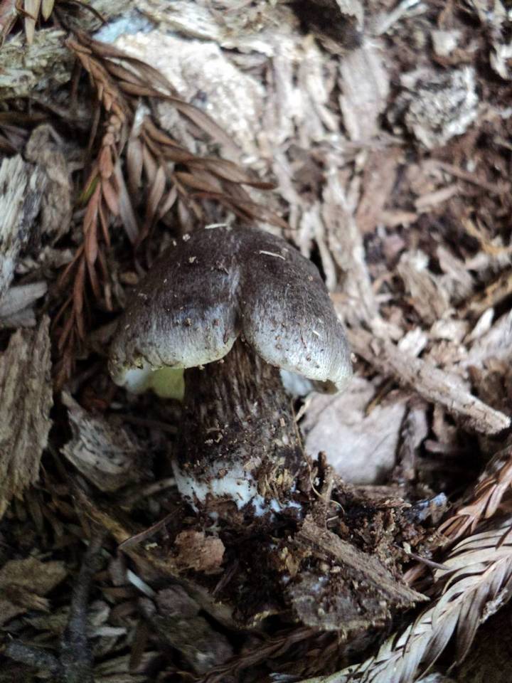 Tricholoma atrosquamosum var. squarrulosum image