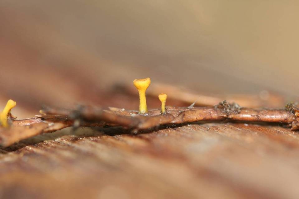 Kriegeria alutipes image