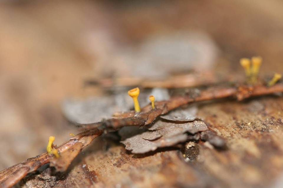Kriegeria alutipes image