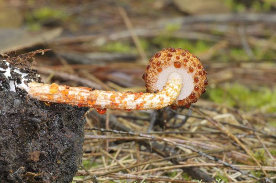 Austroboletus rarus image