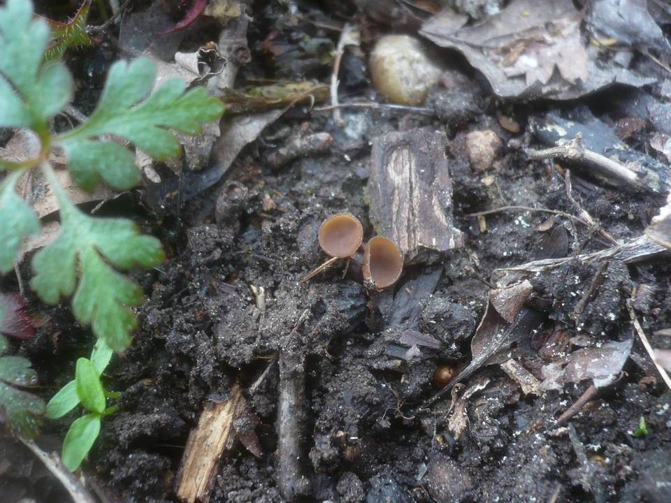 Monilinia johnsonii image