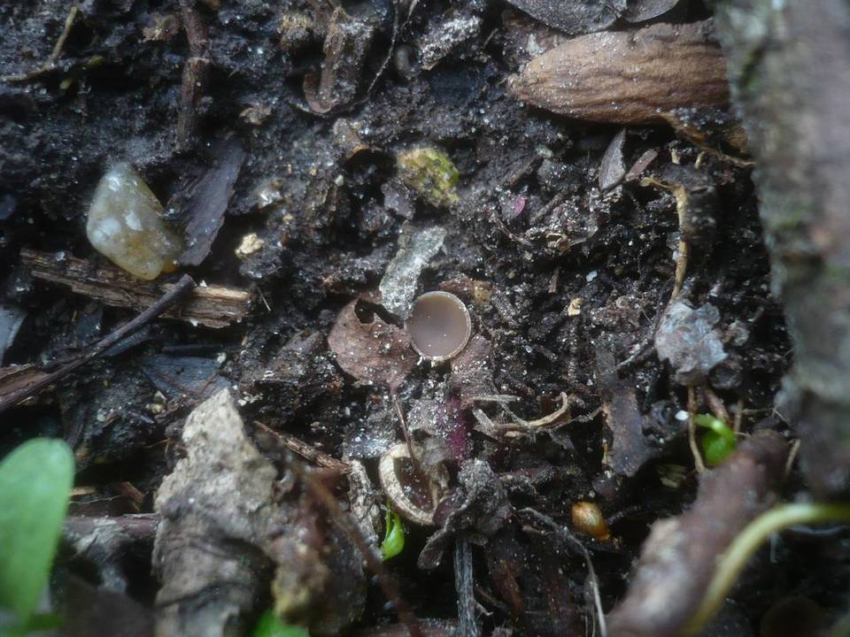 Monilinia johnsonii image