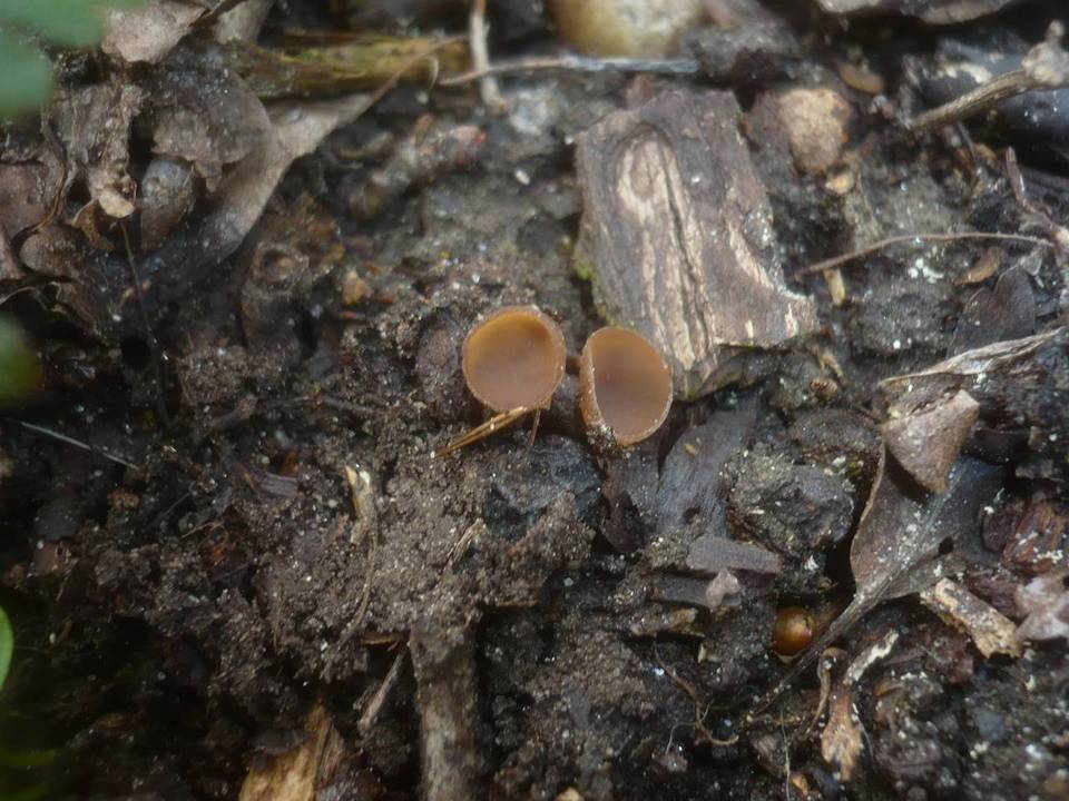 Monilinia johnsonii image