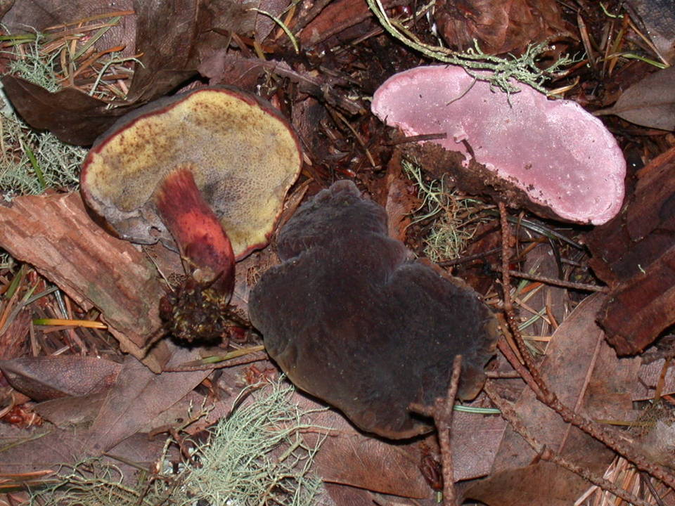 Xerocomus zelleri image