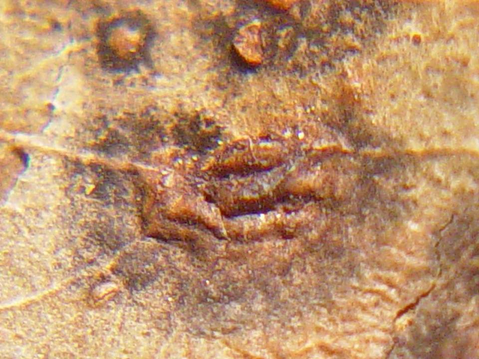 Aulographina eucalypti image