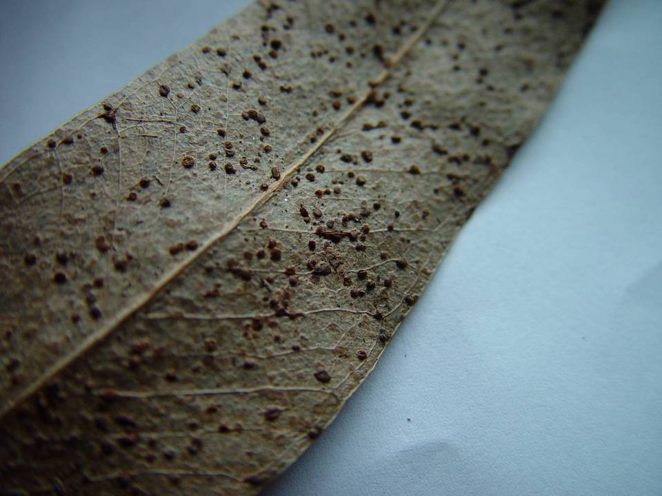 Aulographina eucalypti image