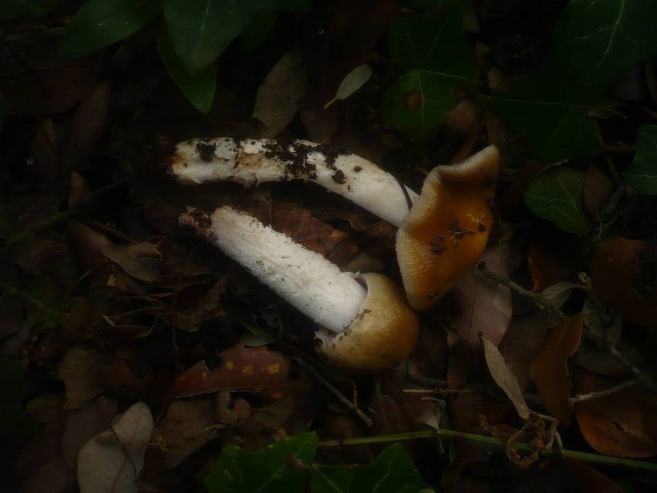 Cortinarius elatior image