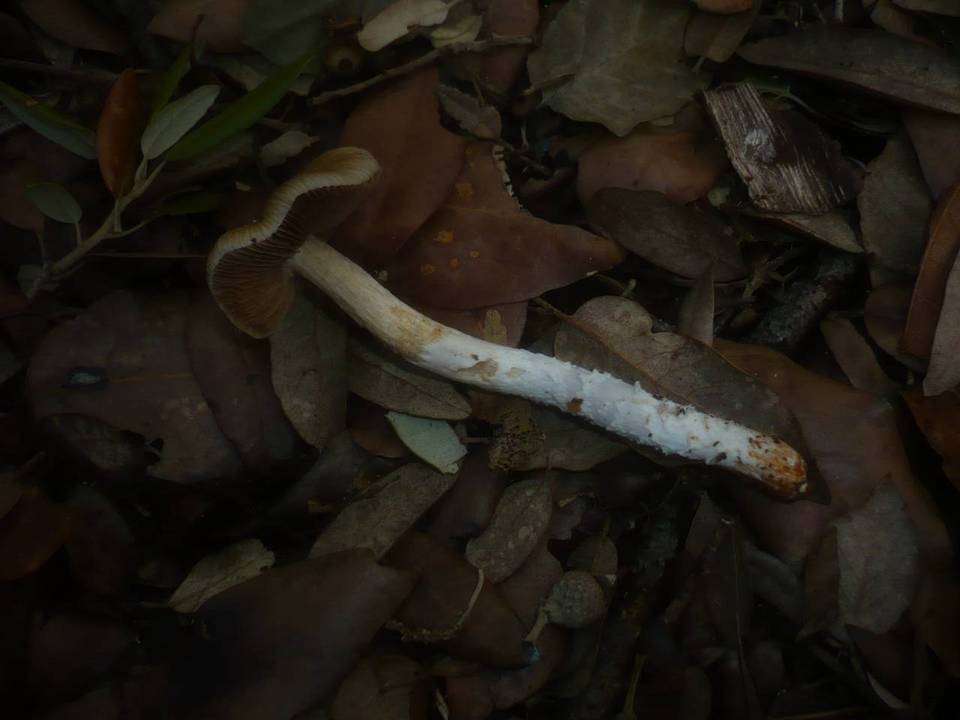 Cortinarius elatior image