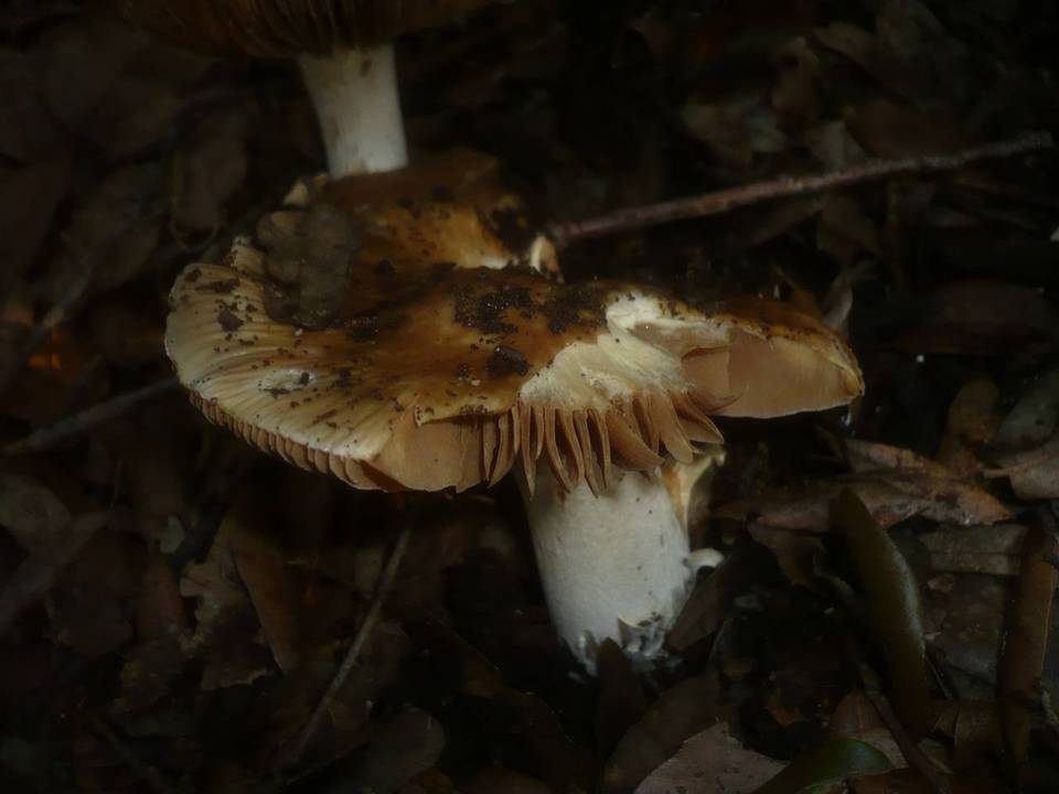 Cortinarius elatior image