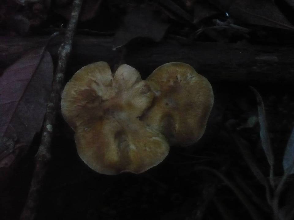 Inocybe tenebrosa image