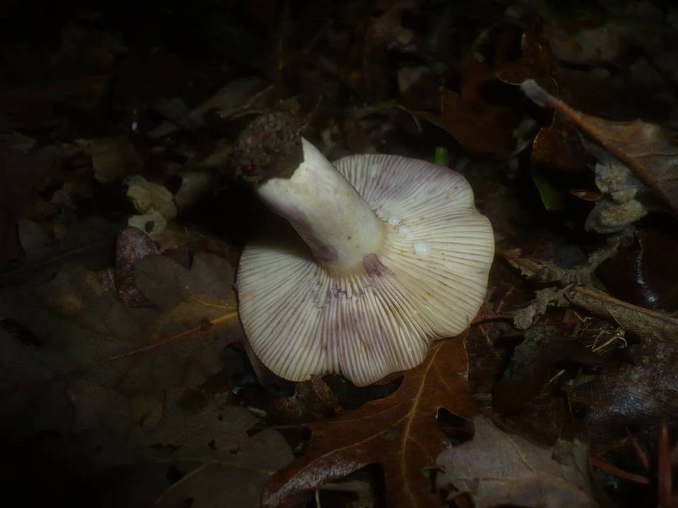 Lactarius luridus image