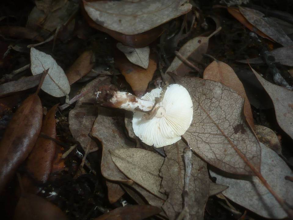 Lepiota forquignonii image