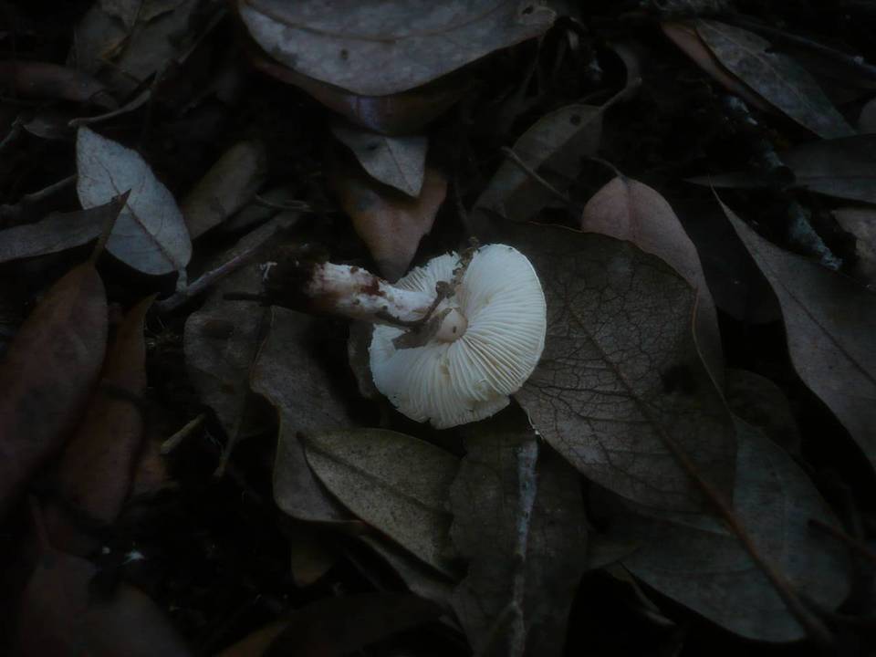 Lepiota forquignonii image