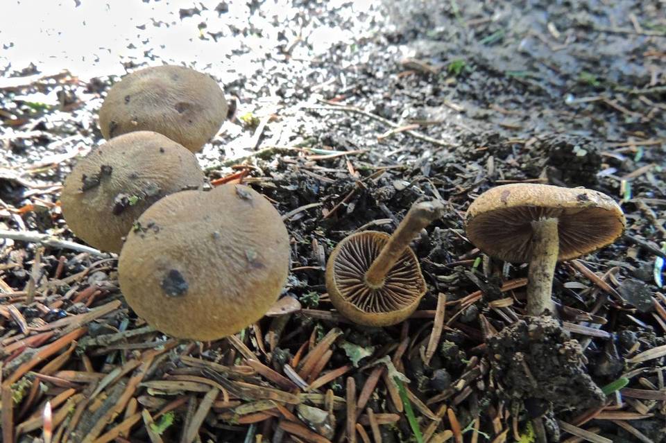 Inocybe heimii image