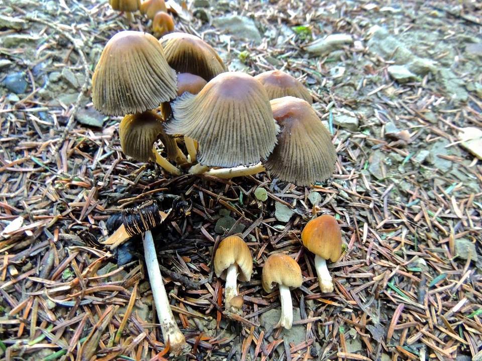 Coprinellus angulatus image