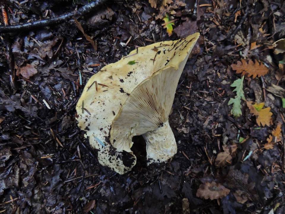 Lactarius intermedius image