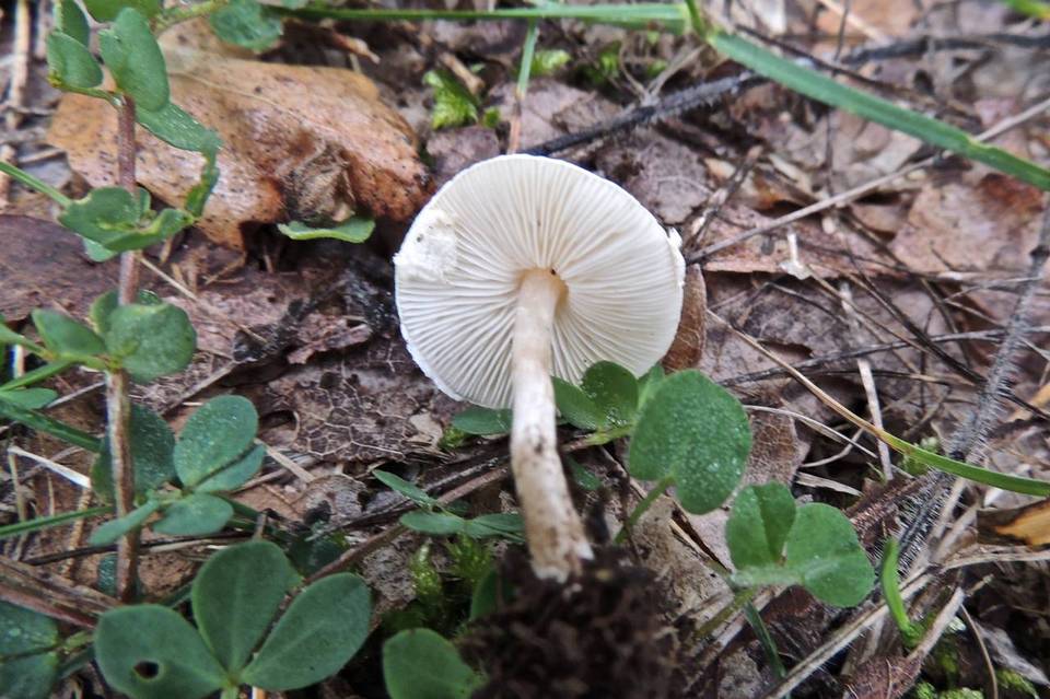 Lepiota sublaevigata image