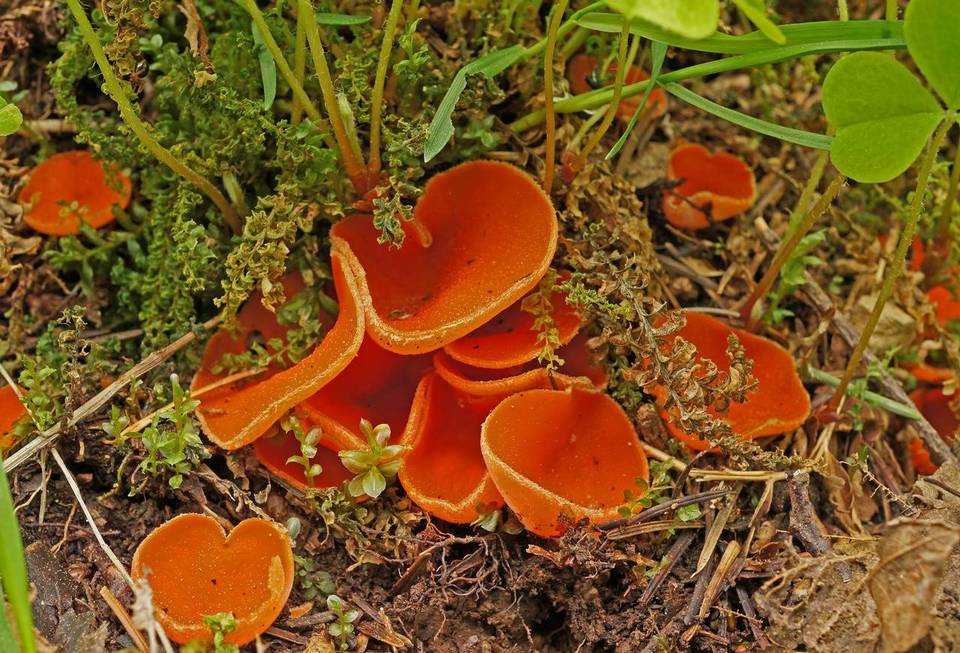 Pseudaleuria quinaultiana image