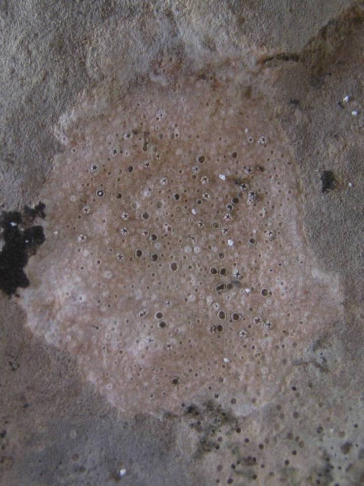 Ramonia calcicola image