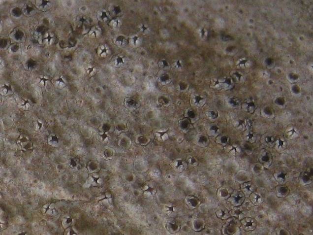 Ramonia calcicola image