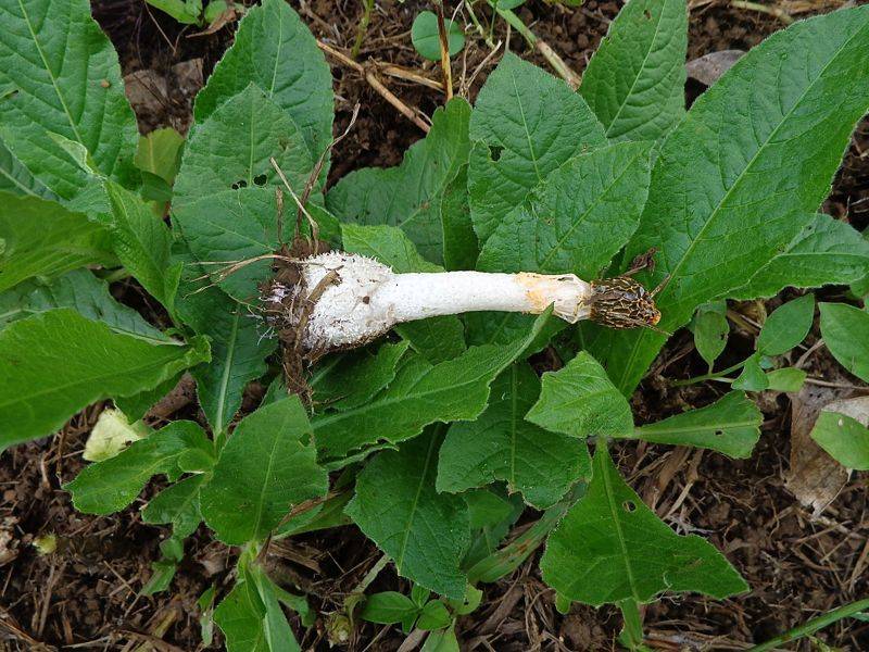 Phallus multicolor image