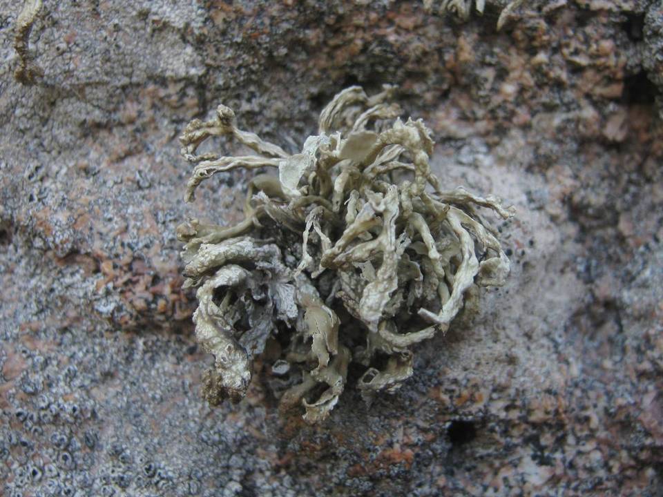Ramalina siliquosa image