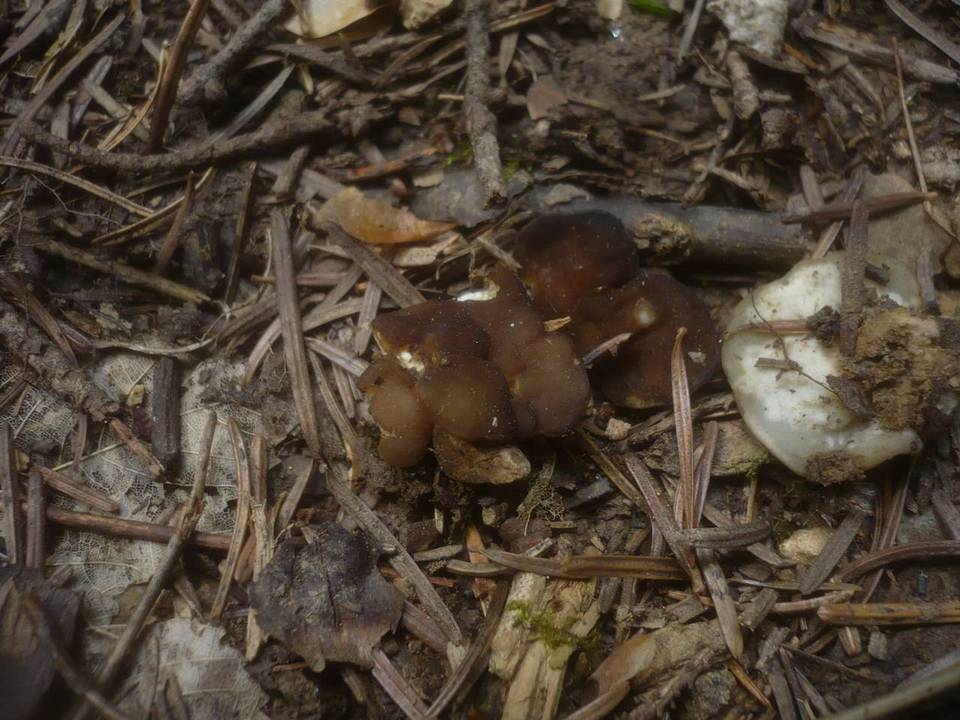 Discina melaleuca image