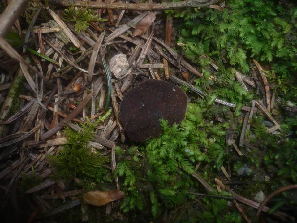Discina melaleuca image