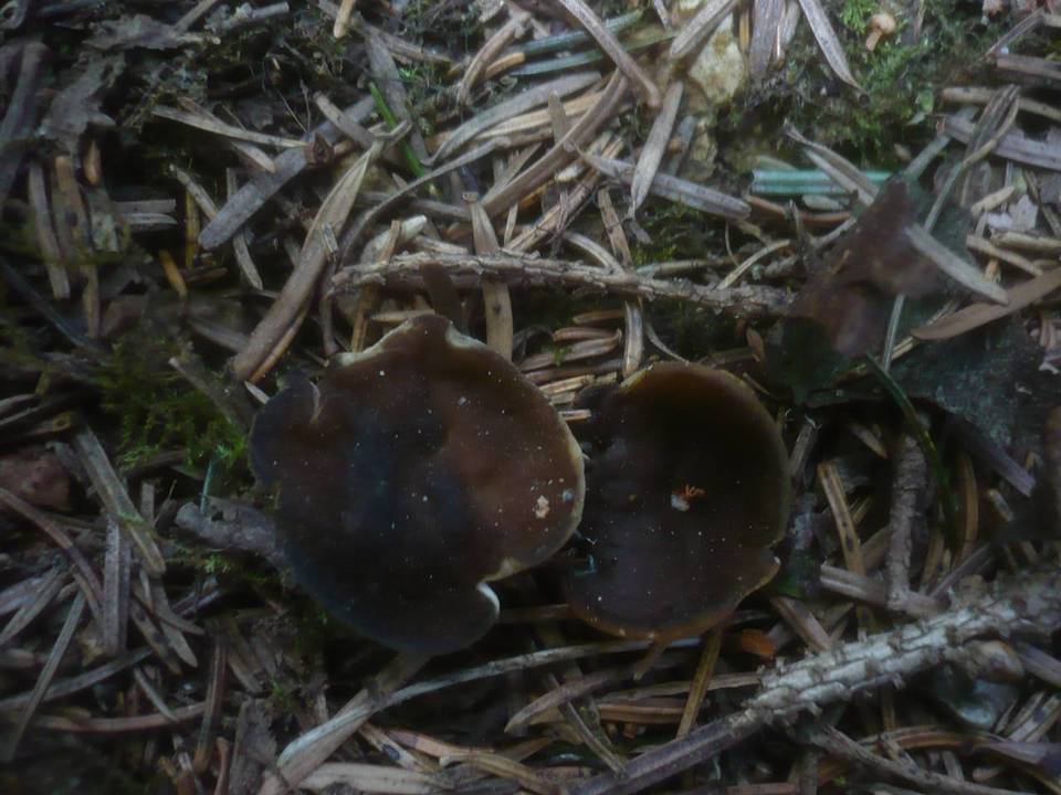 Discina melaleuca image