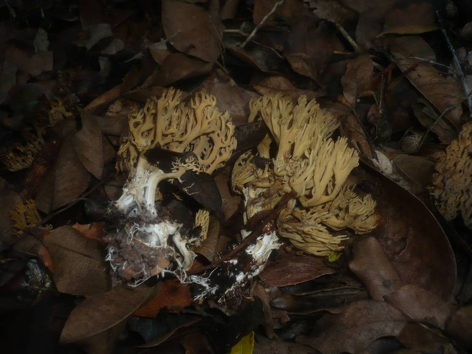 Ramaria anisata image