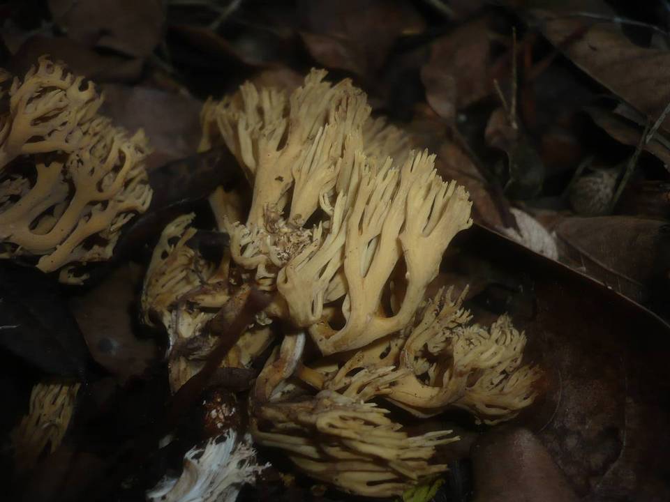 Ramaria anisata image