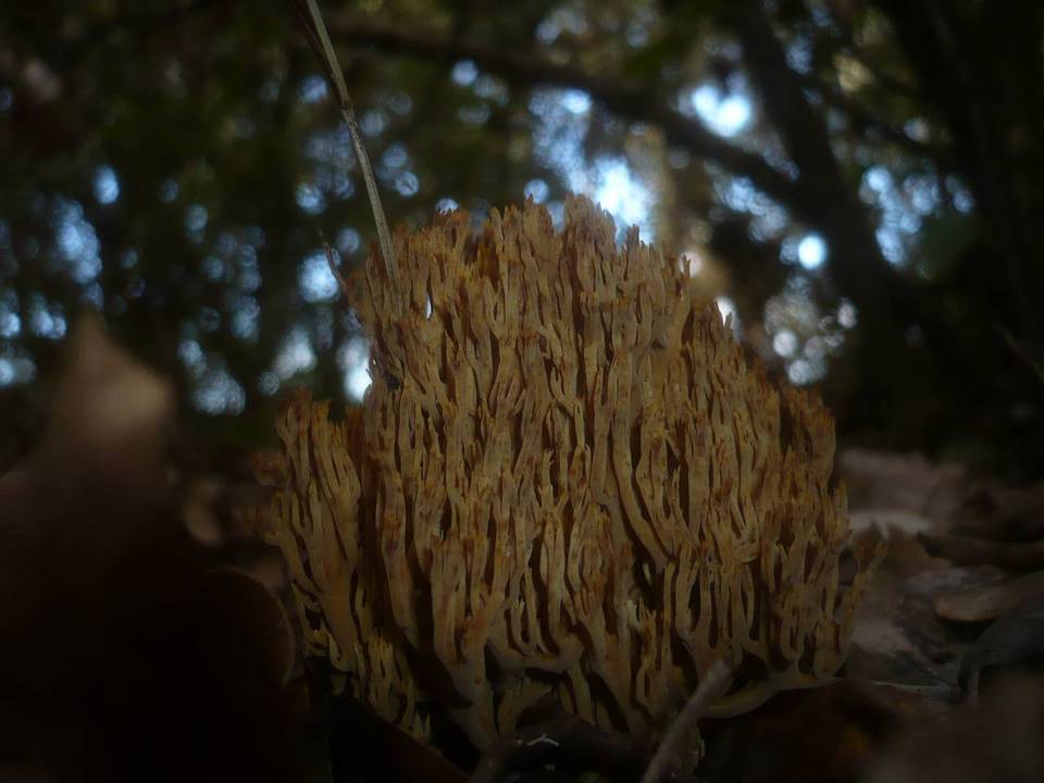 Ramaria anisata image