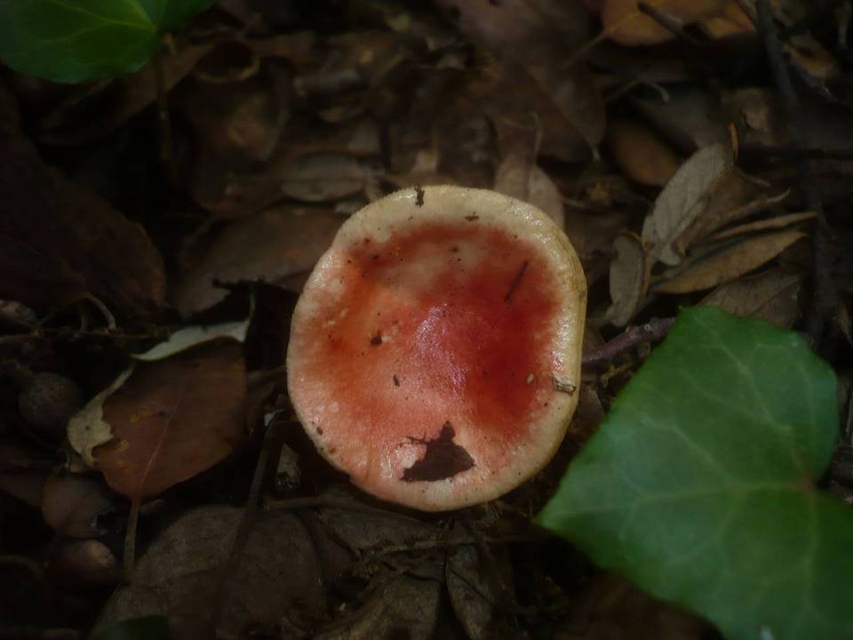 Russula persicina image