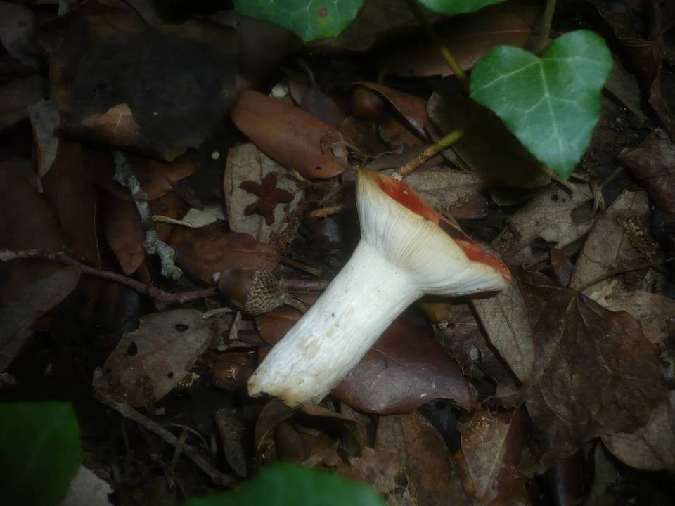 Russula persicina image