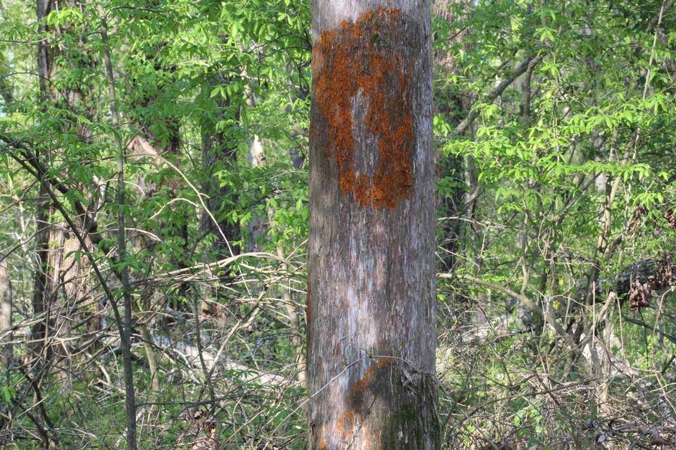 Gymnosporangium effusum image