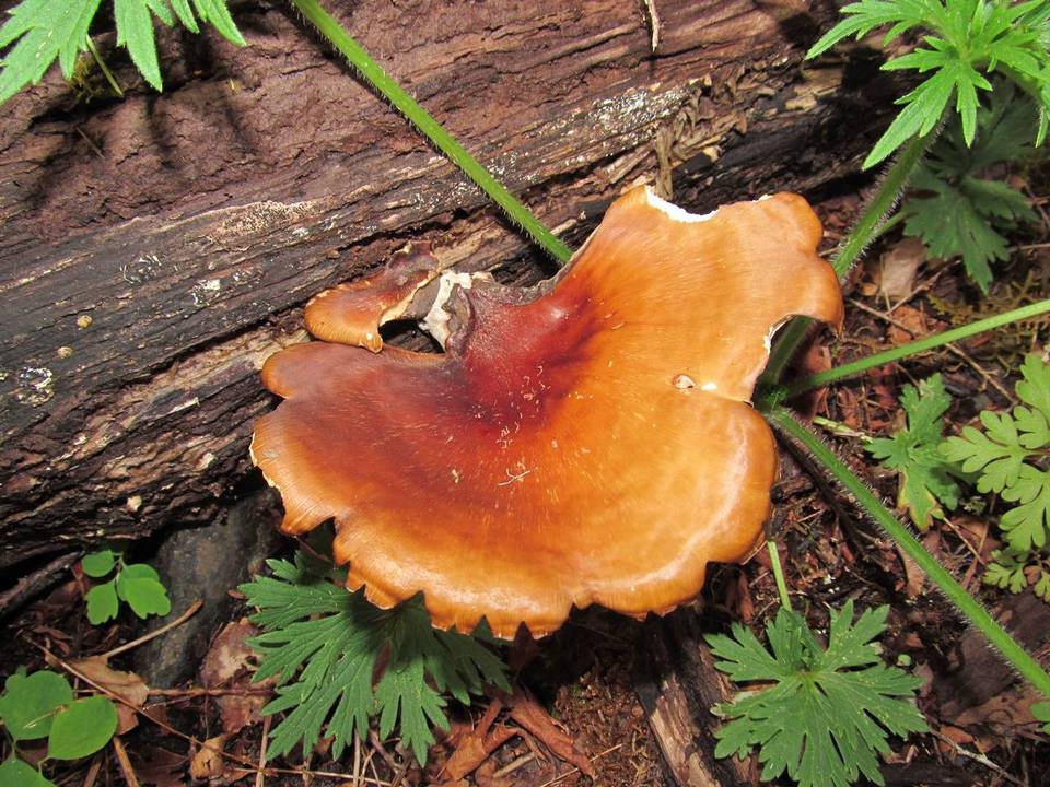 Royoporus badius image