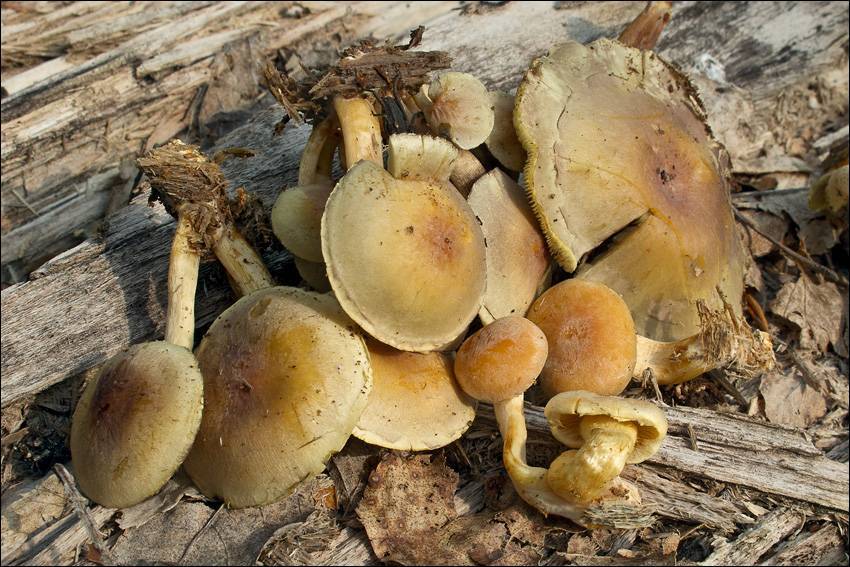 Hypholoma fasciculare var. pusillum image