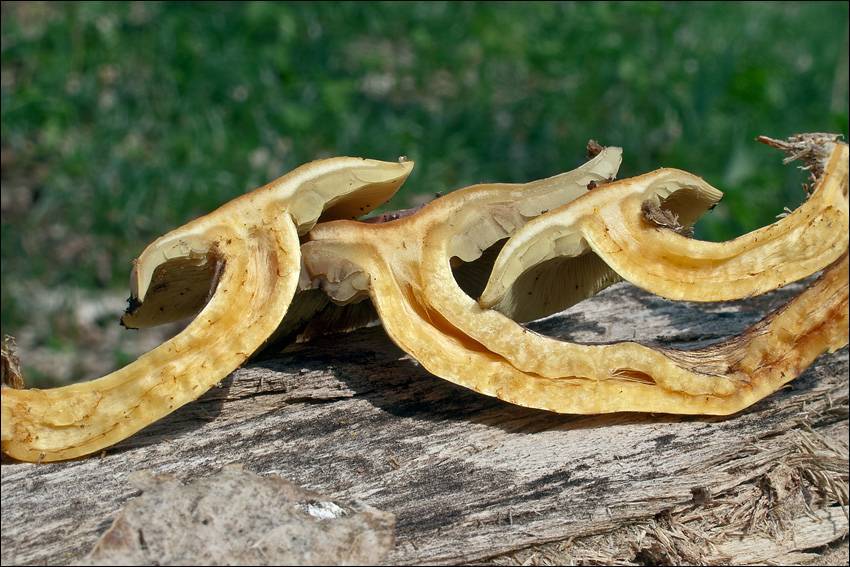 Hypholoma fasciculare var. pusillum image