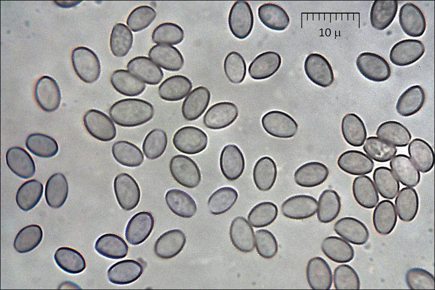 Hypholoma fasciculare var. pusillum image
